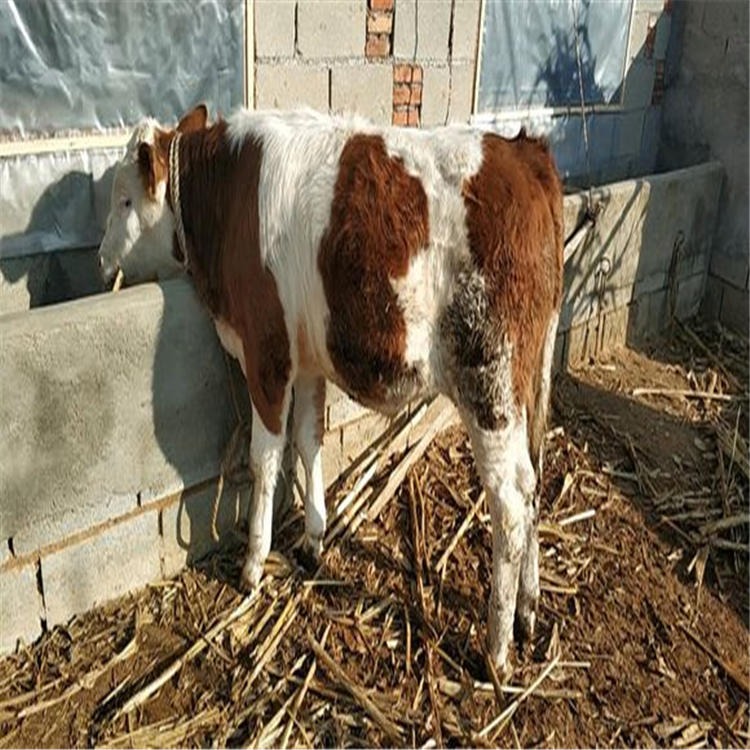 繁殖母牛选西门塔尔几代好 江西10头母牛6年能繁殖几头利润分析图片