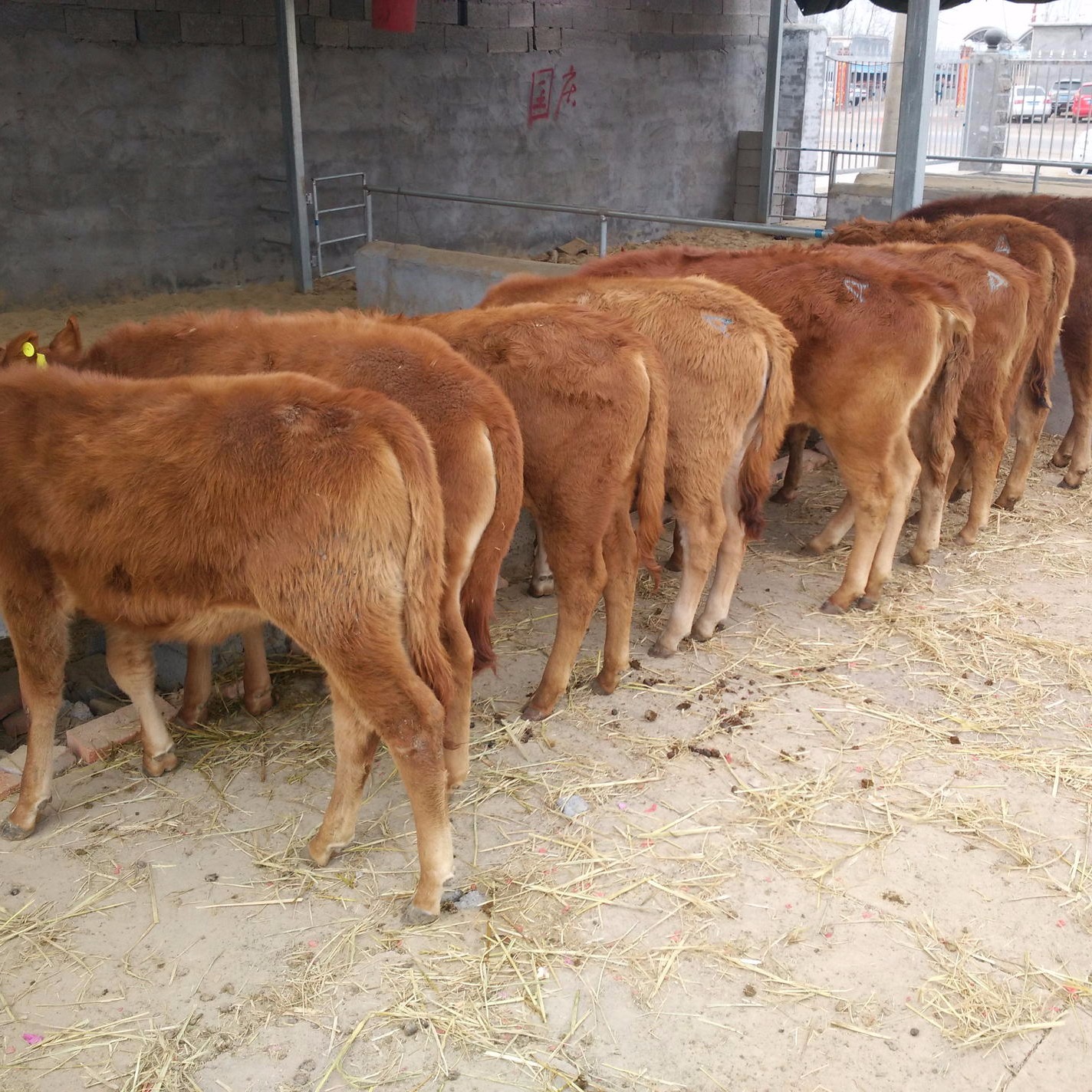 贵州安顺养殖场批发黄牛崽 小黄牛苗价格 南方黄牛种牛品种