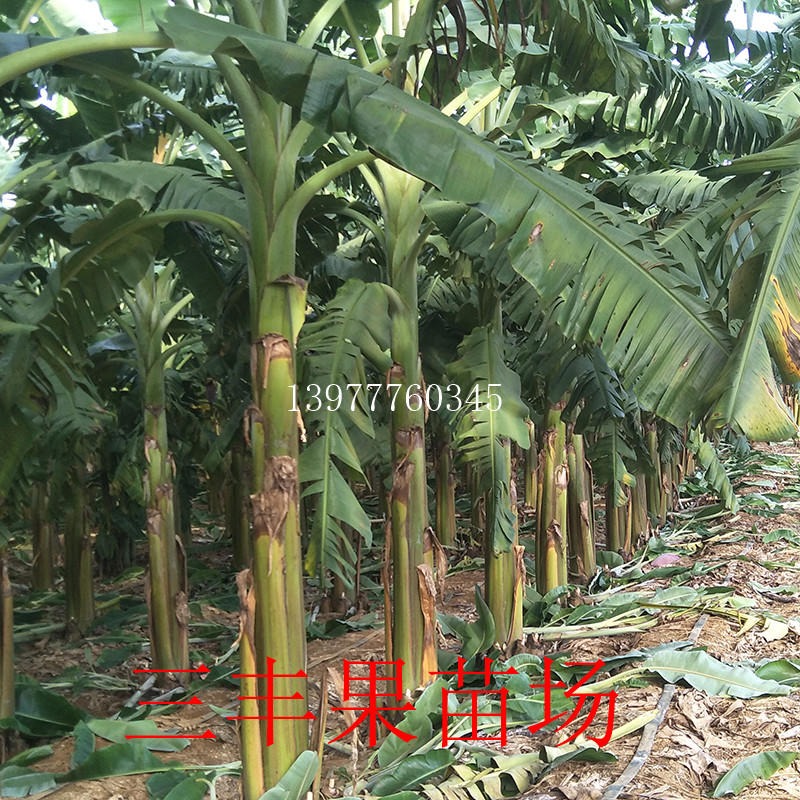 广东惠州香蕉苗 粉蕉苗场香蕉苗 粉蕉苗新品种香蕉苗 粉蕉苗杯苗地苗盆栽