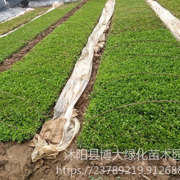 15公分高瓜子黄杨小苗价格 绿化小苗种植基地 苗壮 根系发达
