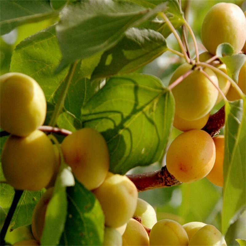早熟珍珠油杏树苗批发 珍珠油杏的特点 1公分丰园红杏树苗价格 3公分杏树