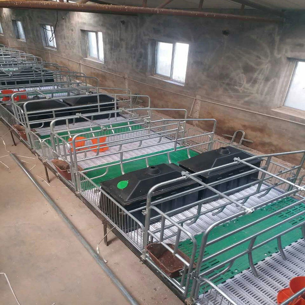 3.6母猪产床定位栏自动化喂料线供应厂家世昌畜牧