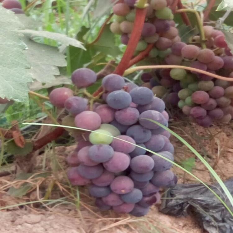 现货供应果树种苗，  葡萄苗 葡萄香甜可口， 品质保证黑巴拉多葡萄苗