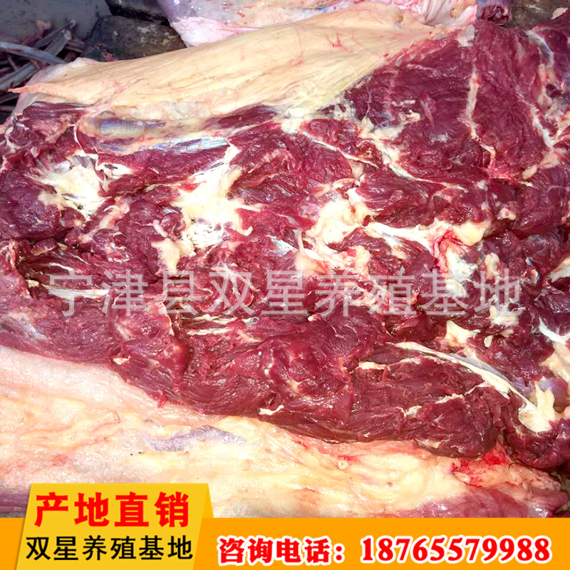 现杀马肉冷冻 蒙古草原鲜马肉 新鲜前腿肉质鲜美营养丰富示例图15