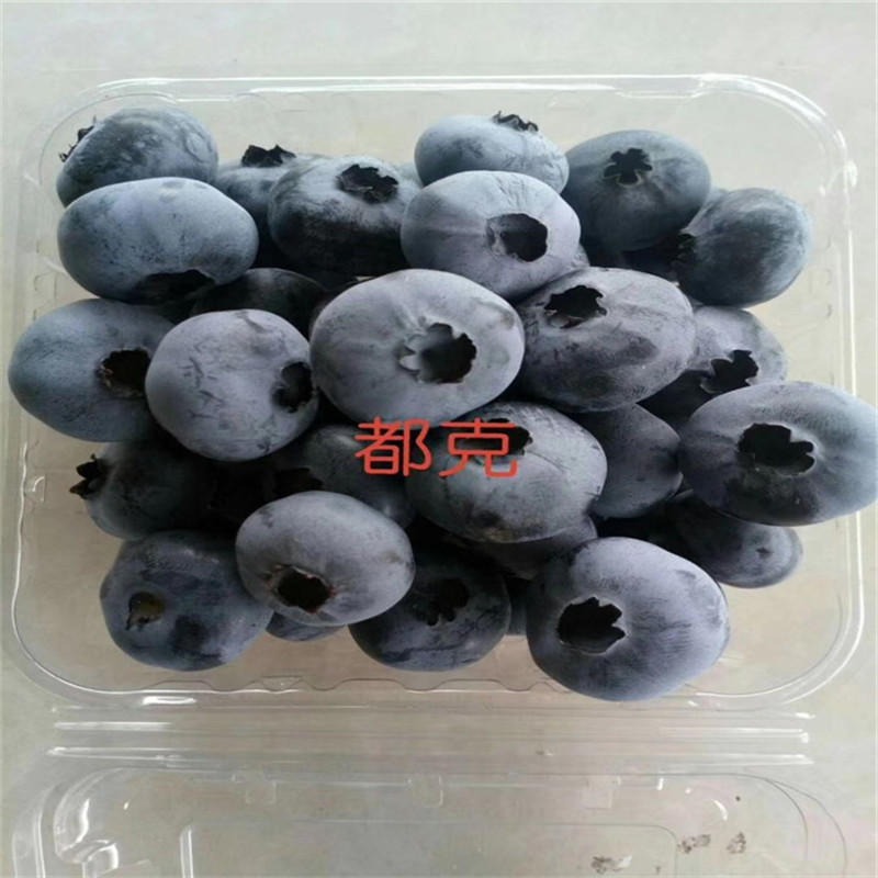 盆栽智力杜克蓝莓苗 杜克蓝莓苗品种 蓝莓苗批发出售