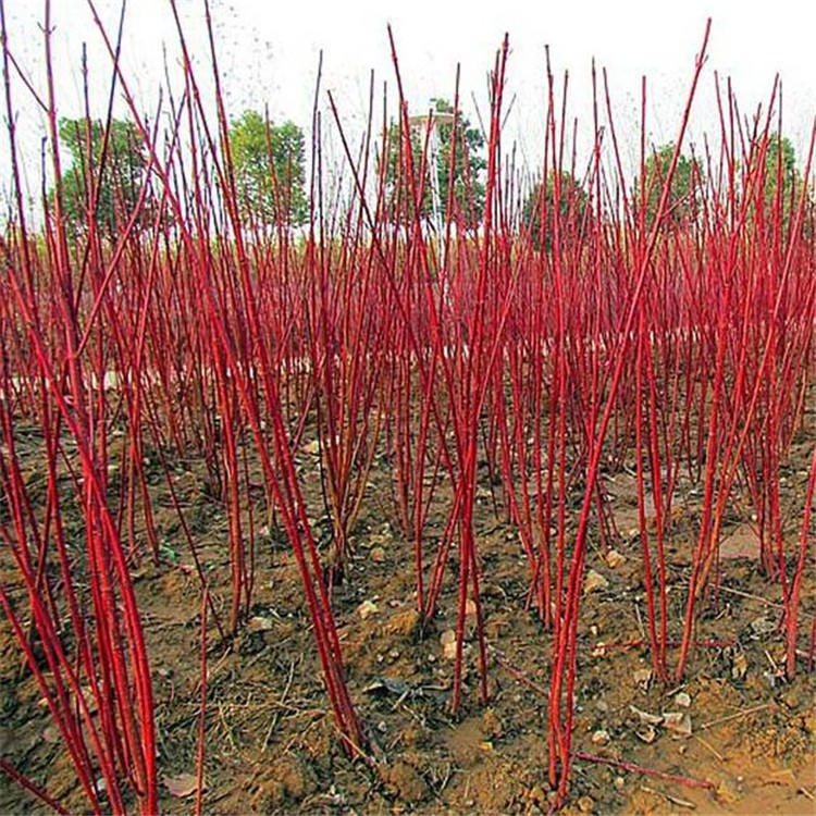 园艺红色观茎植物红瑞木种子抗寒种苗籽播繁育