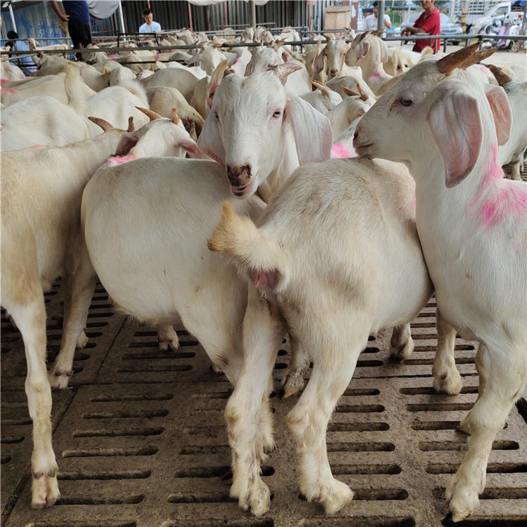 白山羊种羊价格 纯种美国大白羊 龙翔 白山羊养殖场 免费运输