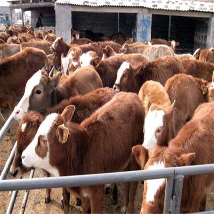安格斯牛犊 西门塔尔小肉牛犊价格 通凯 纯种西门塔尔牛牛犊300斤 养殖效益好图片
