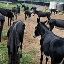 肉驴苗价格 肉驴苗养殖基地 肉驴苗厂家 成年驴一头价格图片