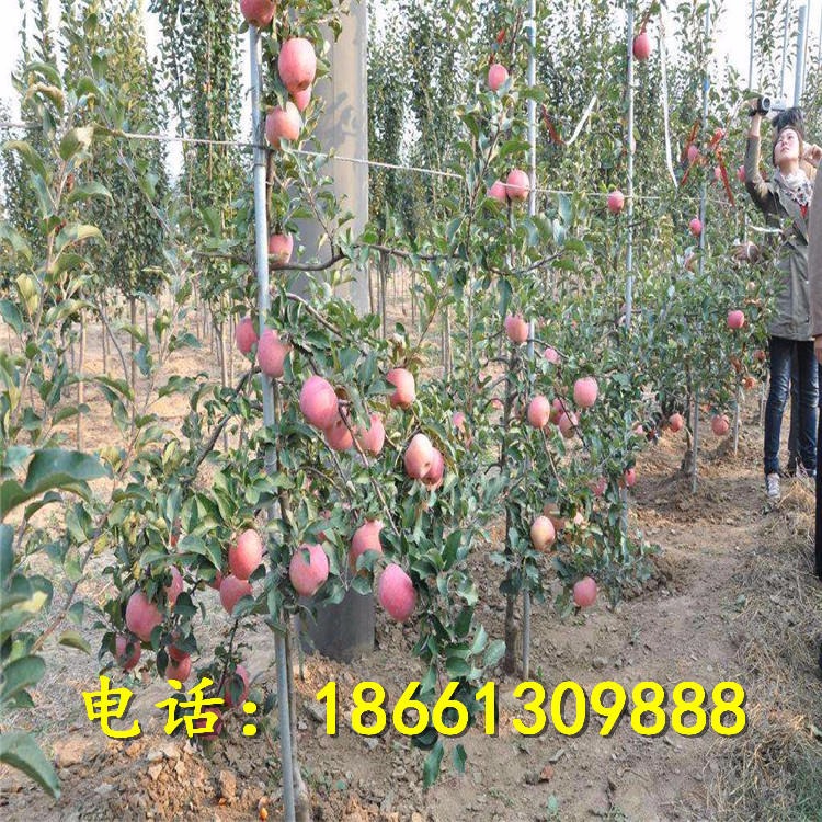 山东红心苹果苗 红星苹果苗可实地考察 红星苹果苗价格