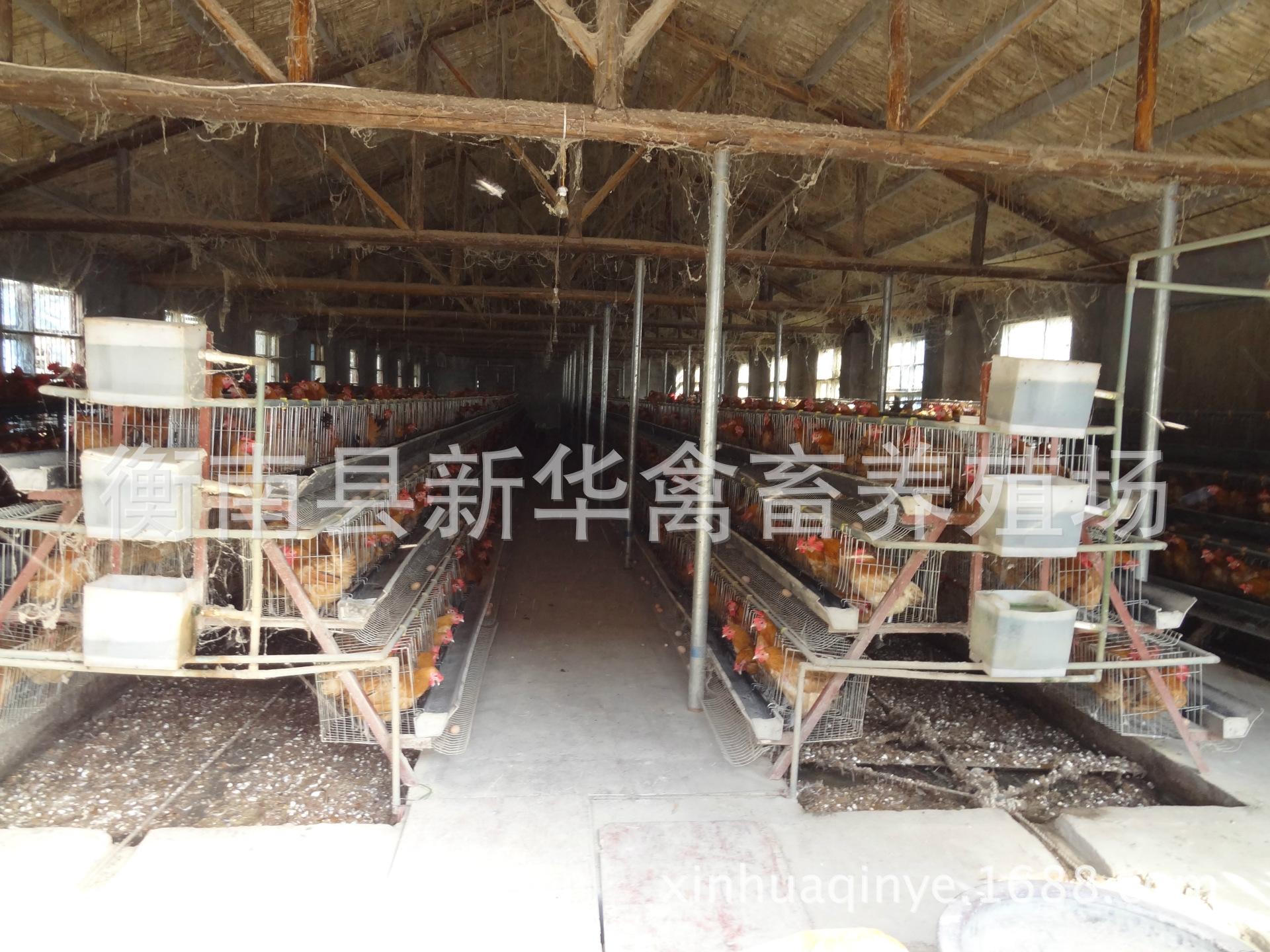 湖南衡阳新华禽畜厂家直销优质包打马利克疫苗青脚土鸡混合苗示例图4