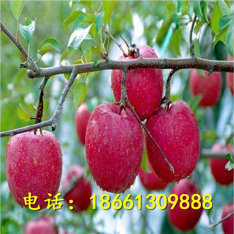红富士苹果苗种植时间 大量批发0.8公分红肉苹果苗 短枝苹果苗价格
