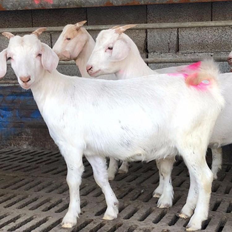 白山羊价格 40斤左右白山羊价格 山区地区养殖白山羊