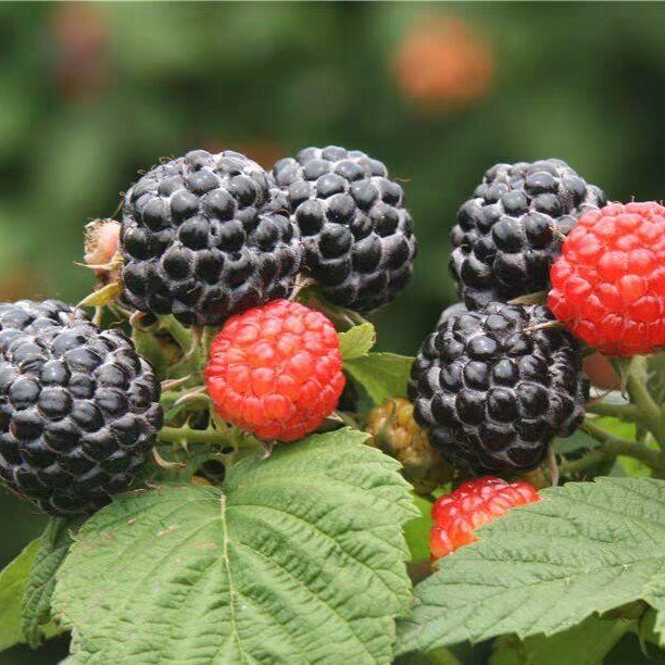 双季红树莓苗批发 1公分黑树莓苗价格 野生黑树莓南北方种植量大优惠图片