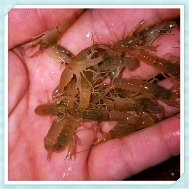 娄底淡水南美白对虾苗 水库养殖澳洲龙虾苗