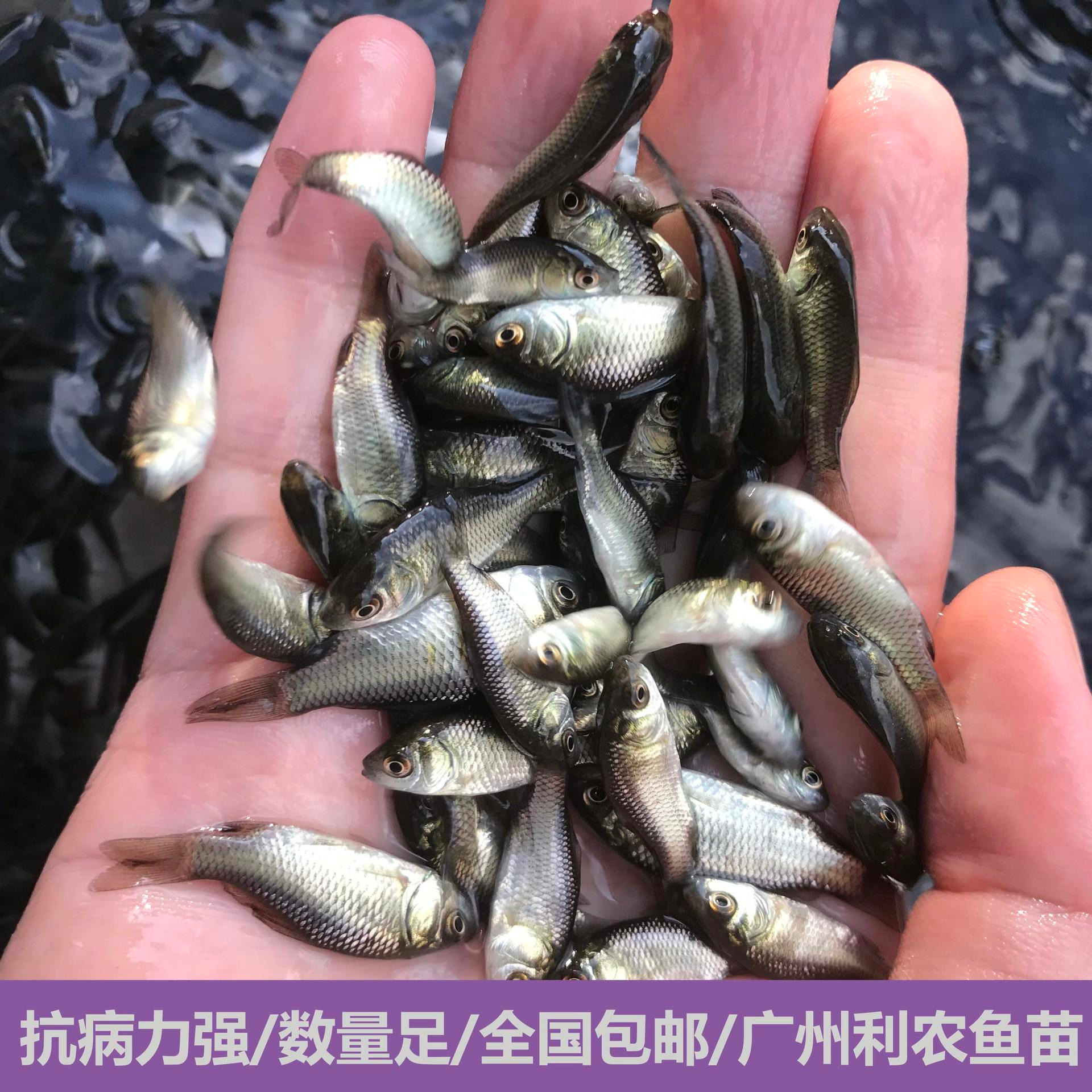 全国发货 上海中科5号鲫鱼苗 3-4cm良种鲫鱼苗 品质优良