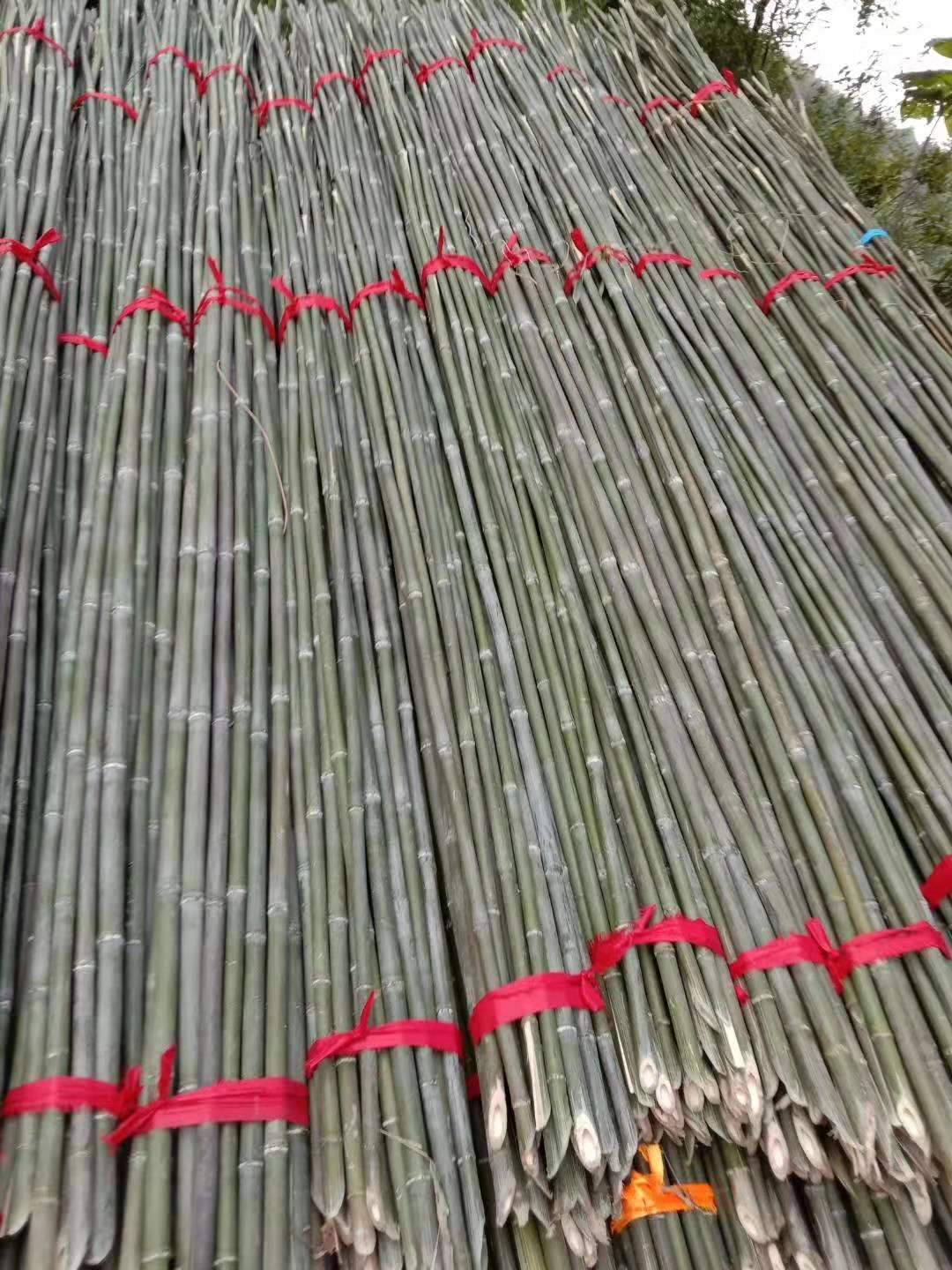 菜架竹价格 菜架竹子批发 大量批发2.7米长种菜用竹子 蔬菜爬藤搭架用竹子图片