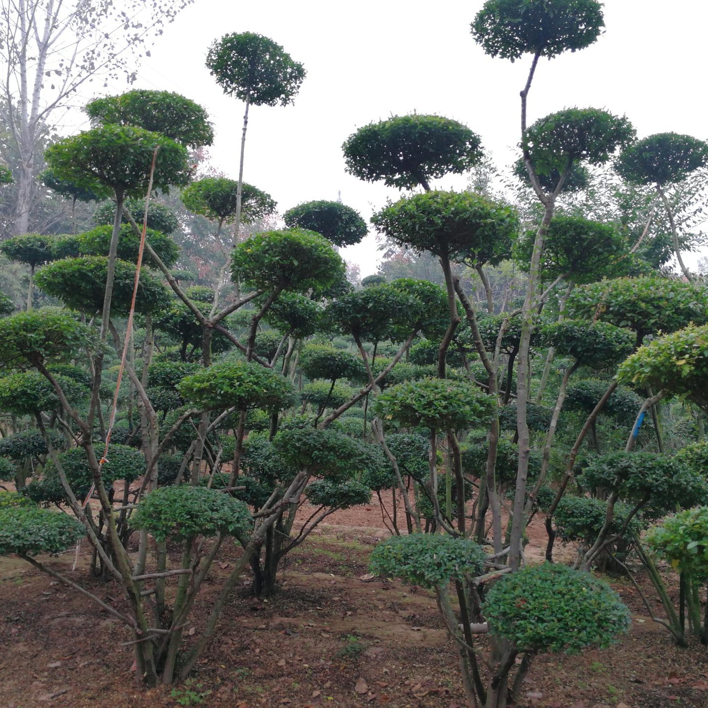 鄢陵县梦宇花木园销售2米高大型小叶女贞造型树是优美的景观树