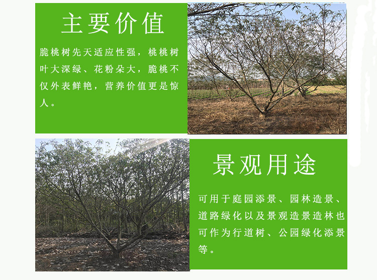 台湾脆桃 脆桃树冠幅3米农户种植批发 台湾脆桃地苗种植产地出售示例图4