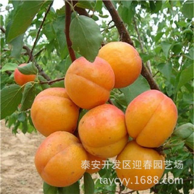金太阳杏特点 杏树管理  一亩地种植杏树苗棵树 珍珠油杏苗 2公分杏树  丰园红杏图片