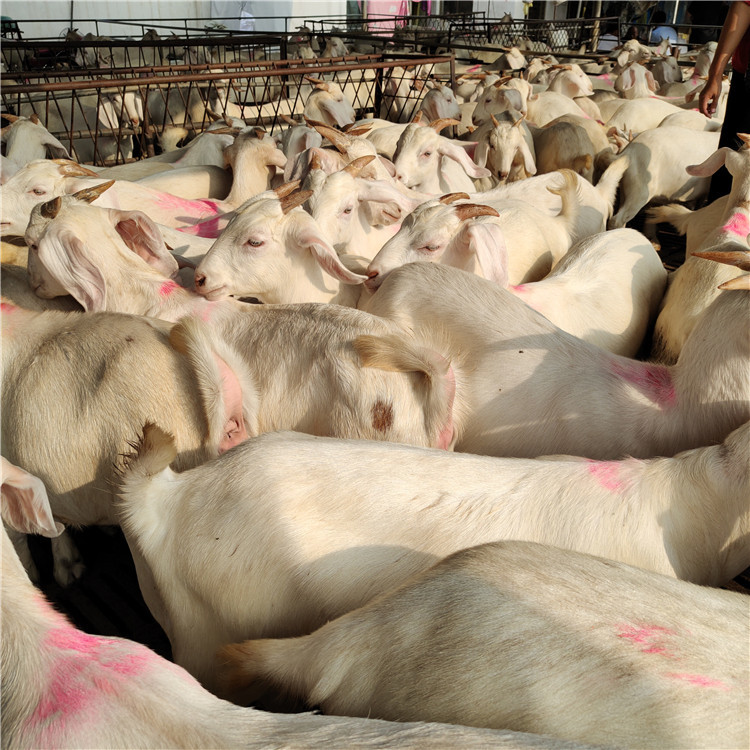 白山羊批发养殖 努比亚黑山羊 波尔山羊羊羔 美国白山羊种羊价格示例图11