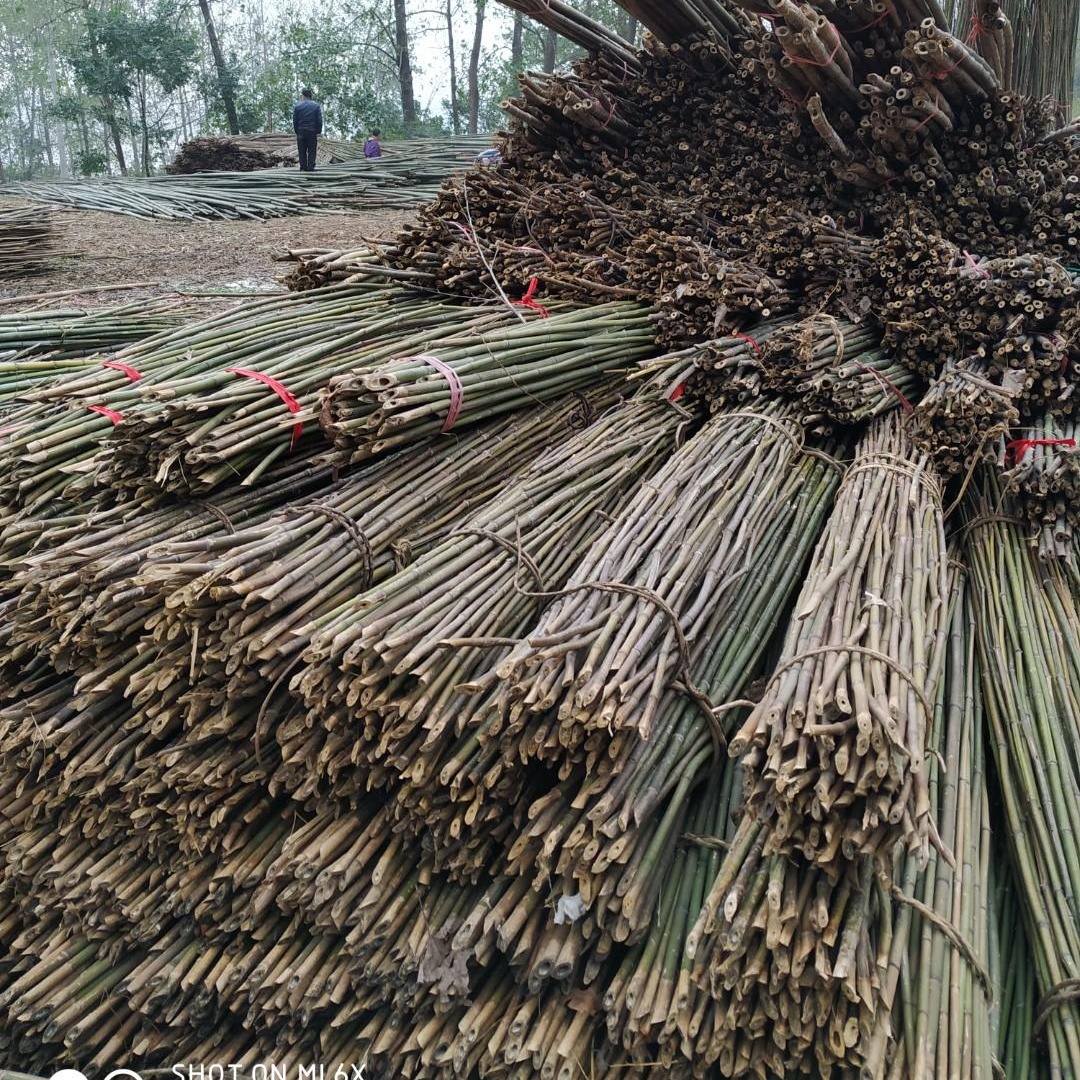源头资源 大量批发绿化支撑用各种规格 竹杆 农用大棚竹竿 菜架竹 建筑用毛竹