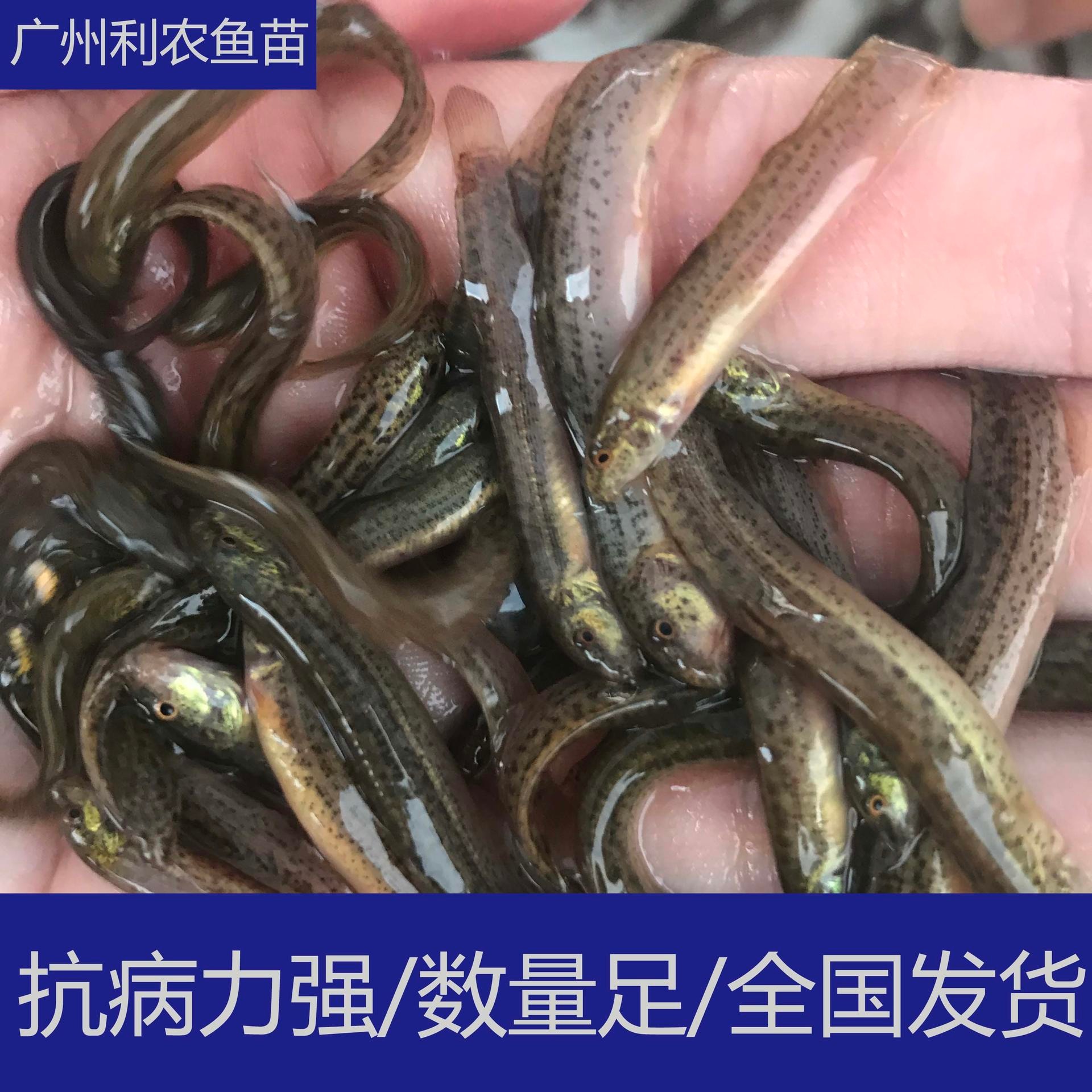 大量批发 广东梅州纯种台湾大泥鳅苗 3-5cm台湾大泥鳅苗行情好