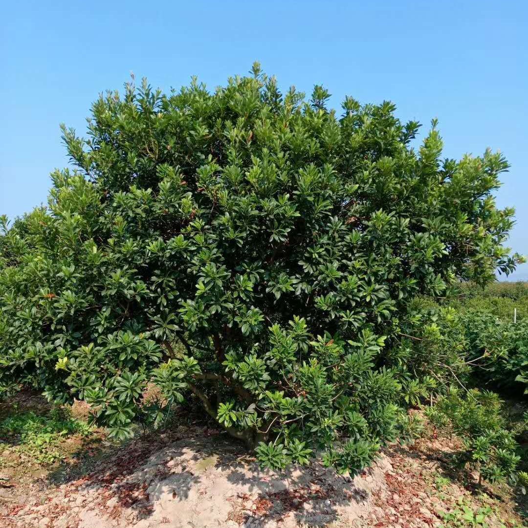 上海杨梅树批发 品质好 丛生杨梅 千喜苗木长期种植图片