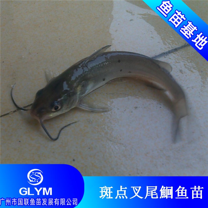 广州国联鱼苗 优质斑点叉尾鮰鱼苗 叉尾回鱼苗3-10厘米 全国发货