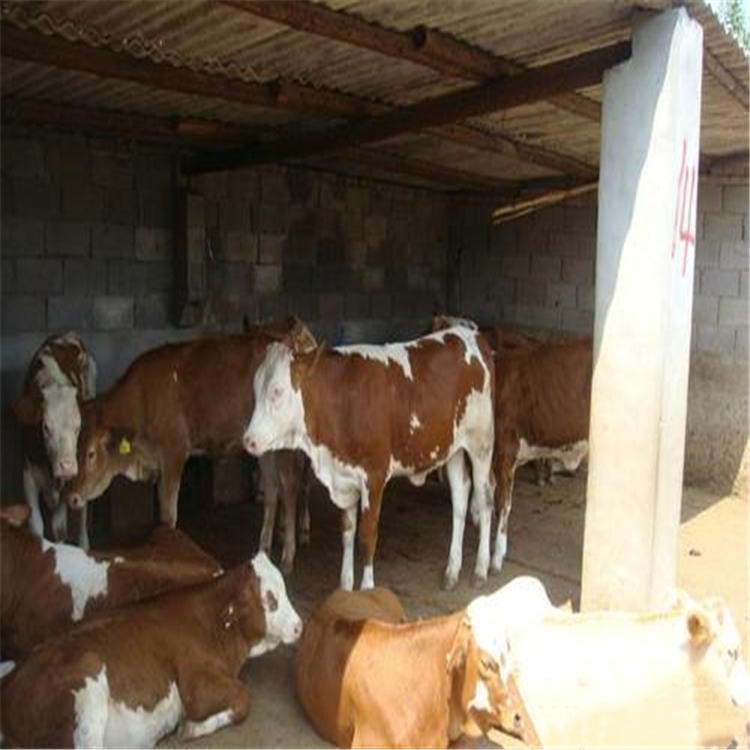 刚出生的奶公牛犊价格 牛犊育肥方法 通凯 湖北省肉牛犊企业