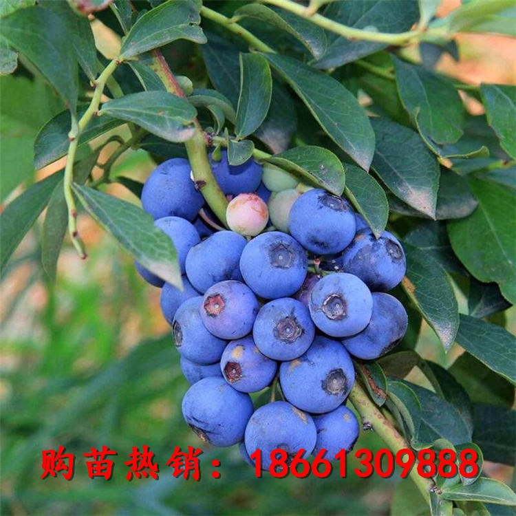 蓝莓苗可南北方种植蓝莓苗 蓝丰蓝莓成苗基地直销量大优惠现挖现卖