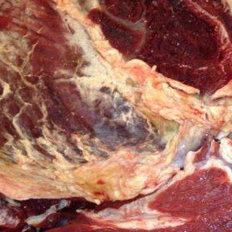 厂家直销 蒙古国进口马肉 活马吊宰鲜马肉 速冻马肉 肉质鲜美
