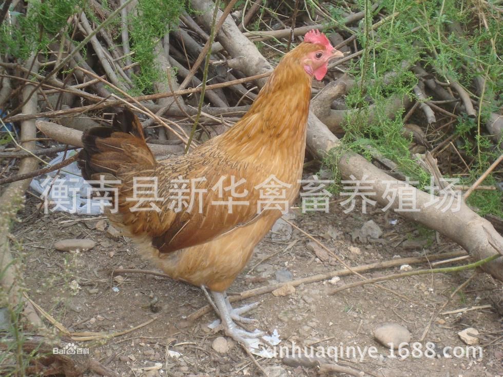 新华禽畜厂家直销优质包打疫苗黄麻羽青脚3号土鸡出壳母苗