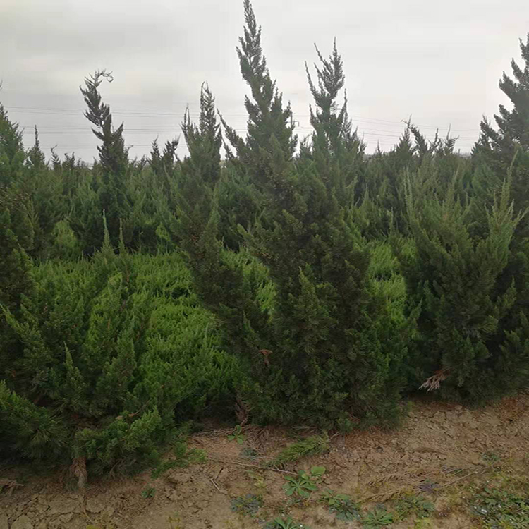 日照龙柏基地常年出售小龙柏  现挖现卖龙柏树  大型龙柏树种植基地 万青园林