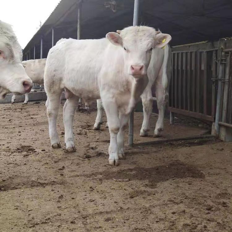 夏洛莱牛280斤价格 改良肉牛小牛犊 夏洛莱牛犊养殖场 现代 自产自销