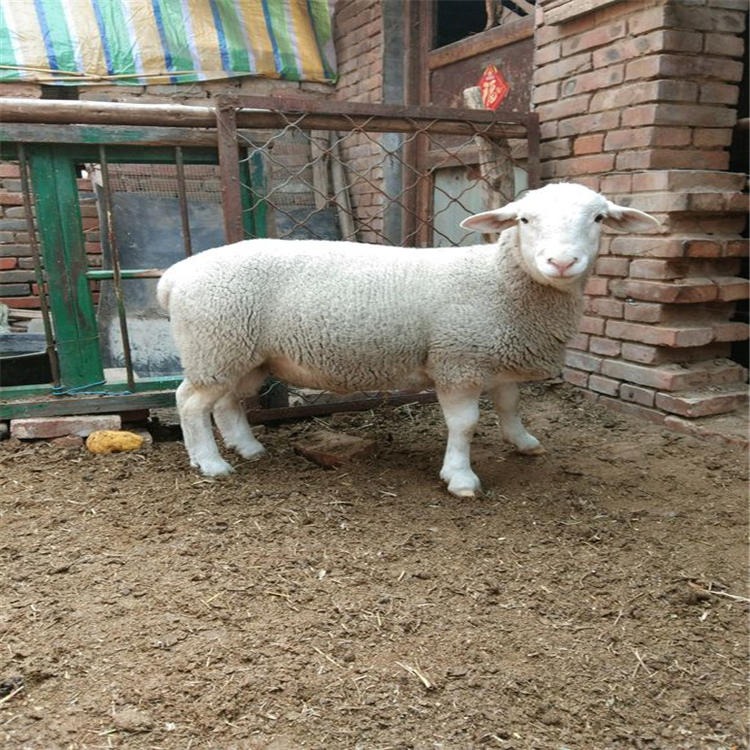 小尾寒羊羊毛价格 毛羊批发 通凯 宁夏杜泊种羊养殖基地图片