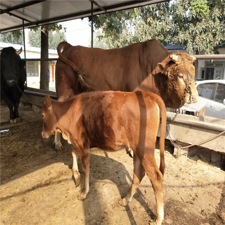 鲁西黄牛牛犊 鲁西黄牛价格 改良牛犊批发 小牛苗 龙翔养殖