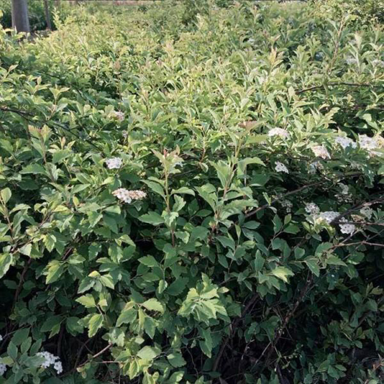 珍珠梅苗 高40公分珍珠梅价格 工程绿化苗木珍珠梅苗