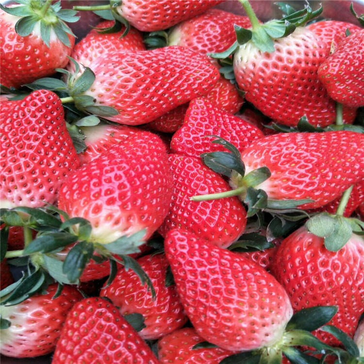 甜查理草莓苗、红颜草莓苗、全明星草莓苗、法兰地草莓苗批发出售图片