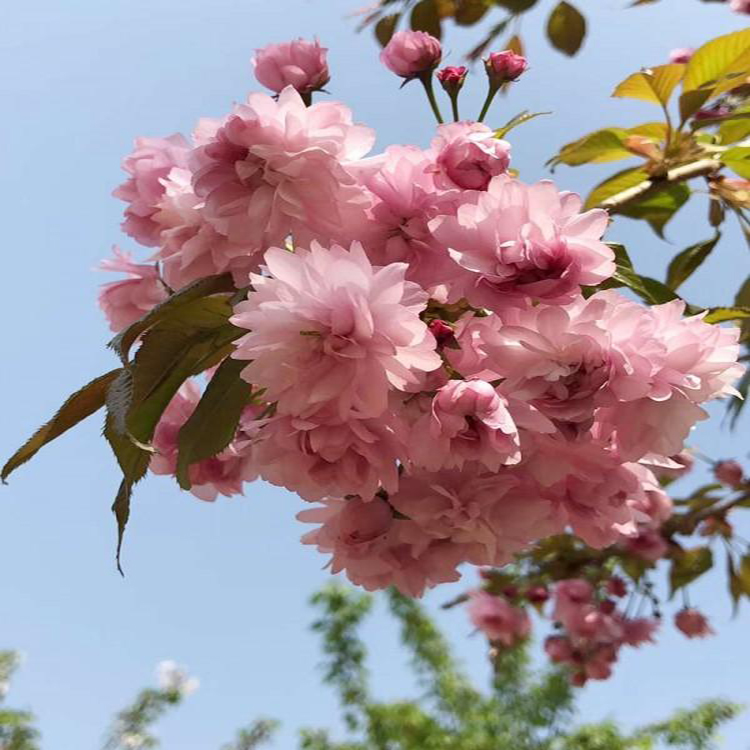 日本红叶樱花种植地 新品种樱花 品质保证 供应普贤象 普贤象樱   万青园林