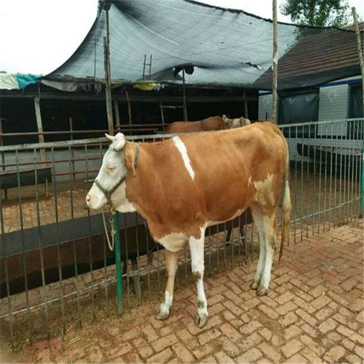 3个月小肉牛崽价格 西门塔尔牛崽出售 通凯 贵州肉牛批发市场