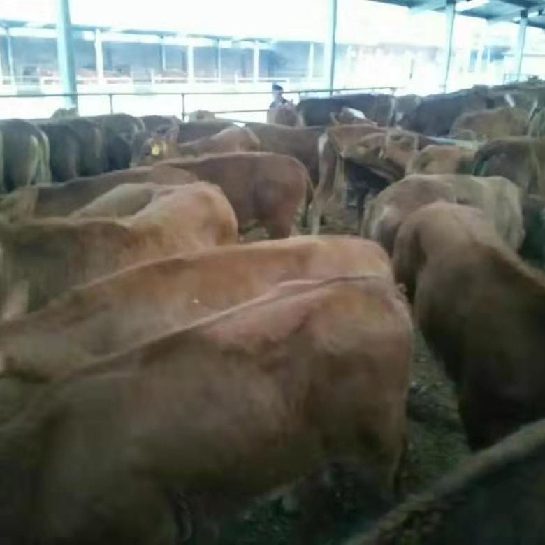 基地出售夏洛莱牛  企业认证 晟源 鲁西黄牛牛犊 养殖场
