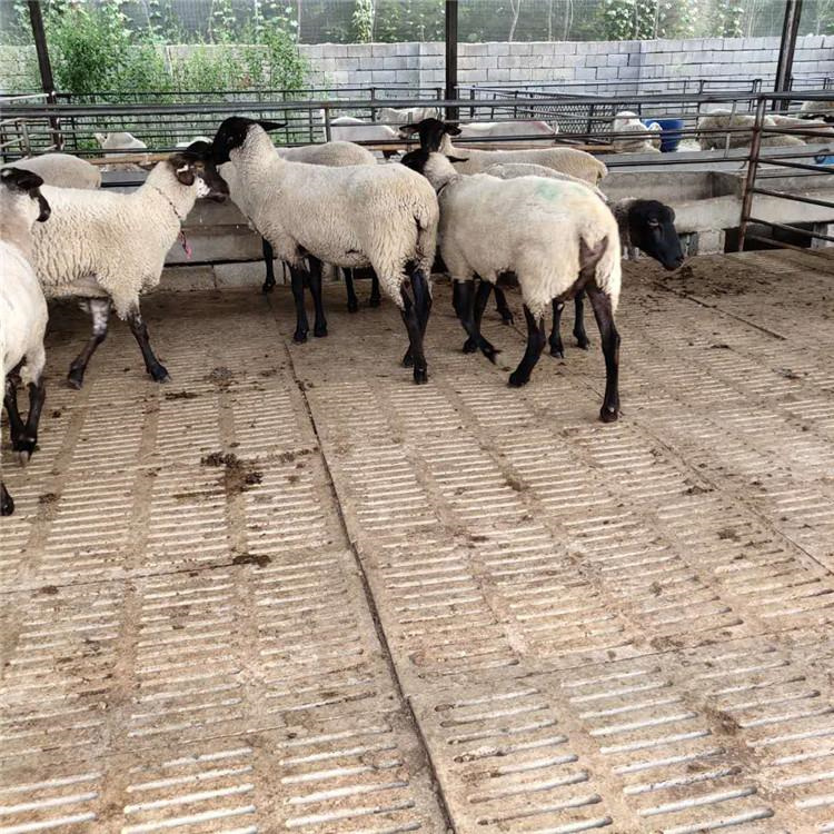 山东萨福克羊种羊养殖基地 通凯 30斤萨福克羊价格 签订回收合同示例图5
