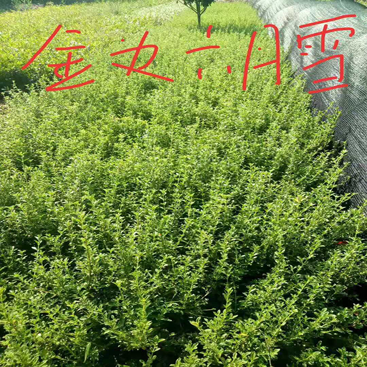 六月雪 直销金边六月 六月雪盆栽批发  湘林苗圃