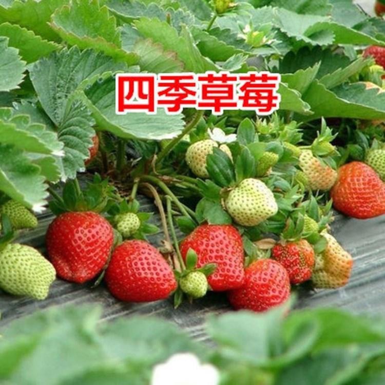 盆栽四季草莓   牛奶草莓      室内阳台盆栽水果苗草莓苗带土发货