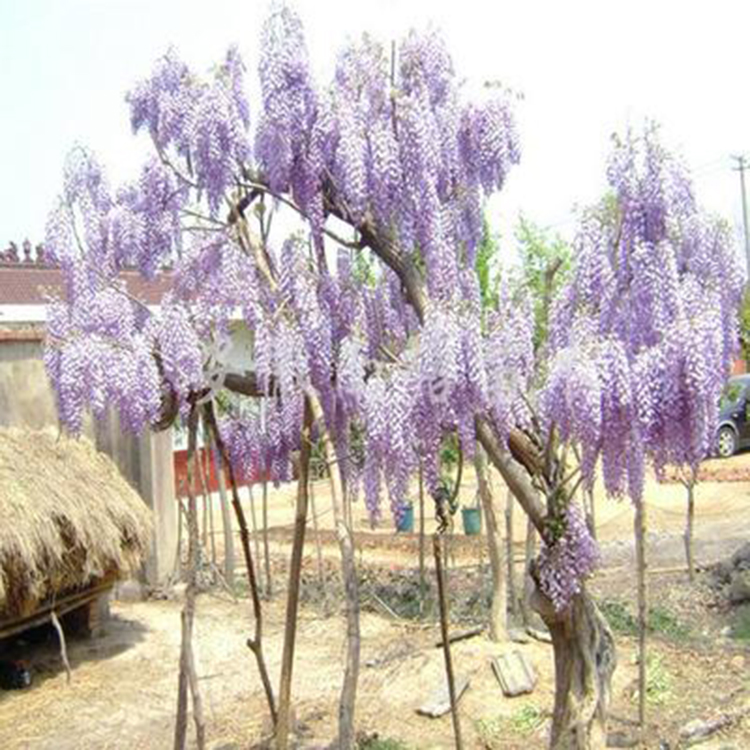 大量批发出售优质紫藤  紫藤种植基地  1-3公分紫藤 湘林苗圃