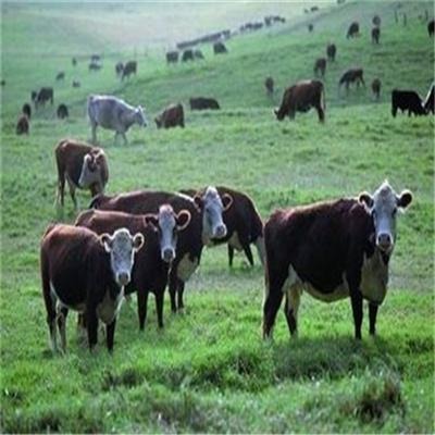 西门塔尔母牛 育肥西门塔尔母牛的价格 西门塔尔母牛养殖基地 西门塔尔母牛苗一头的价格图片