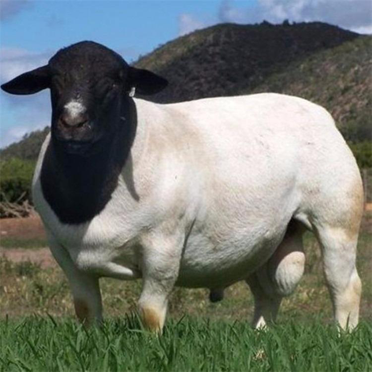 杜泊绵羊 供应杜泊绵羊价格 山东杜泊绵羊繁殖基地 现代 成长率高