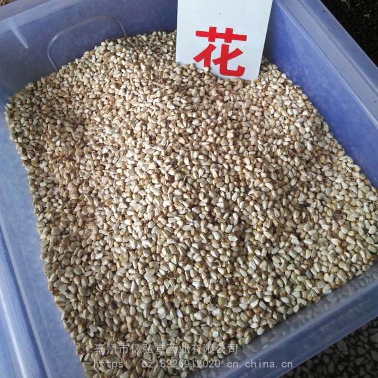 西红花种子   花海种子批发  供应新采合欢种子  同创药材