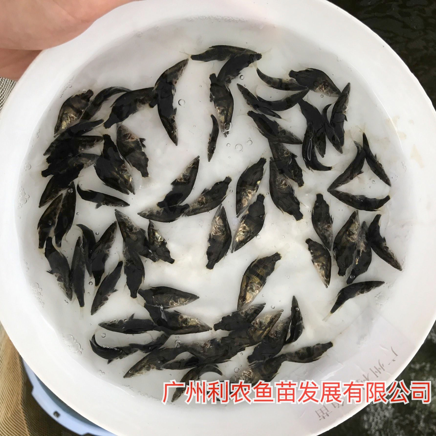 桂鱼苗批发价格 杂交桂花鱼苗出售 桂花鱼苗